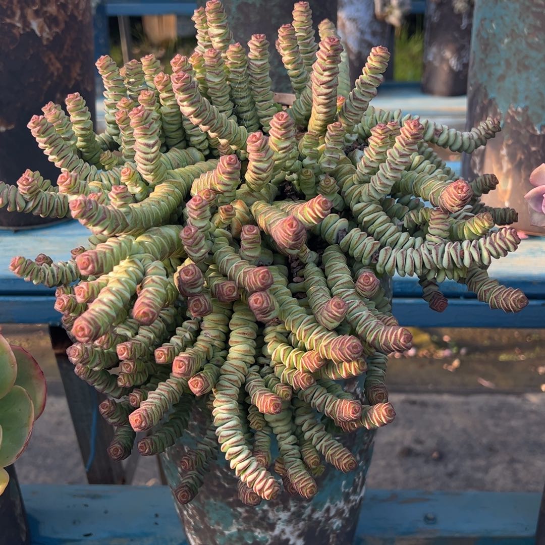 露养老桩钱串加盆