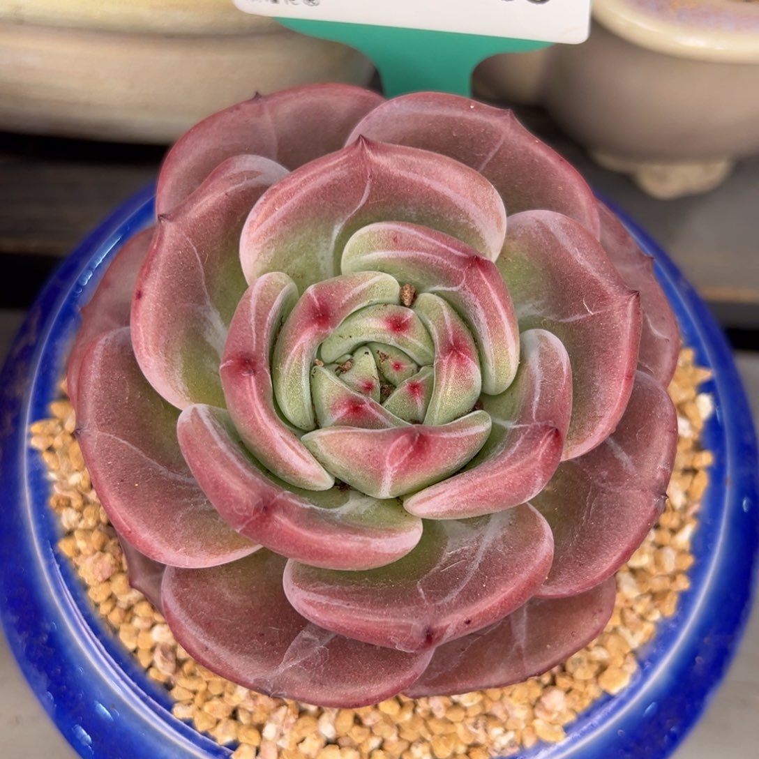 从前慢多肉精选编号0210.158