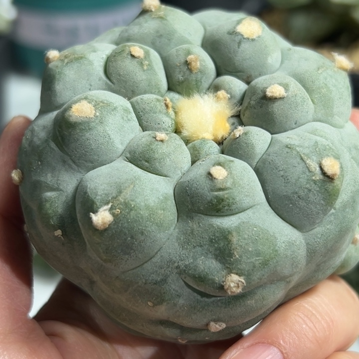 820 可帮发根可发货