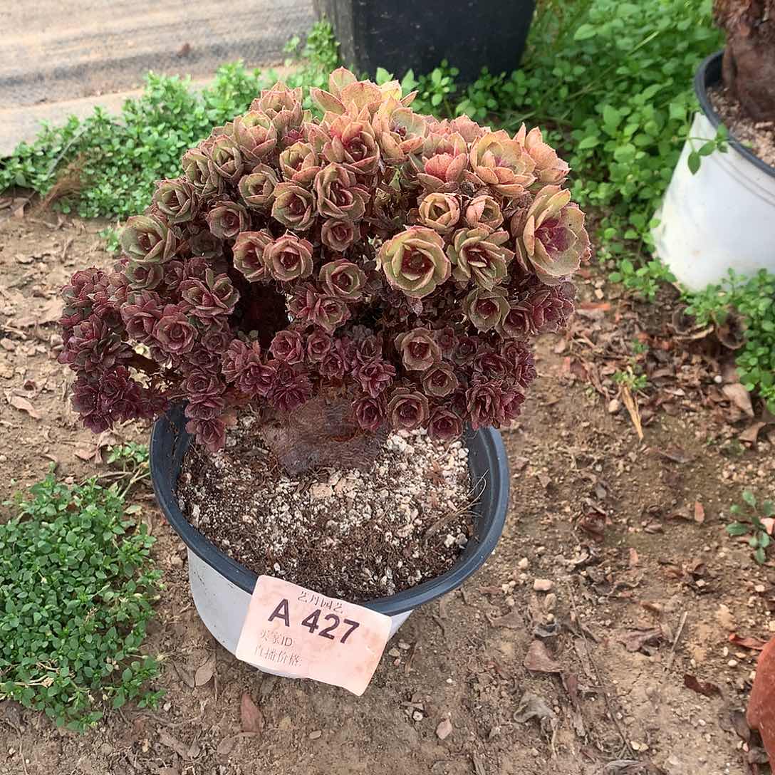 427万圣节瑕疵朵朵