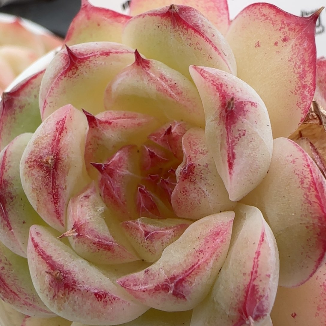 花语逸镜0208-314