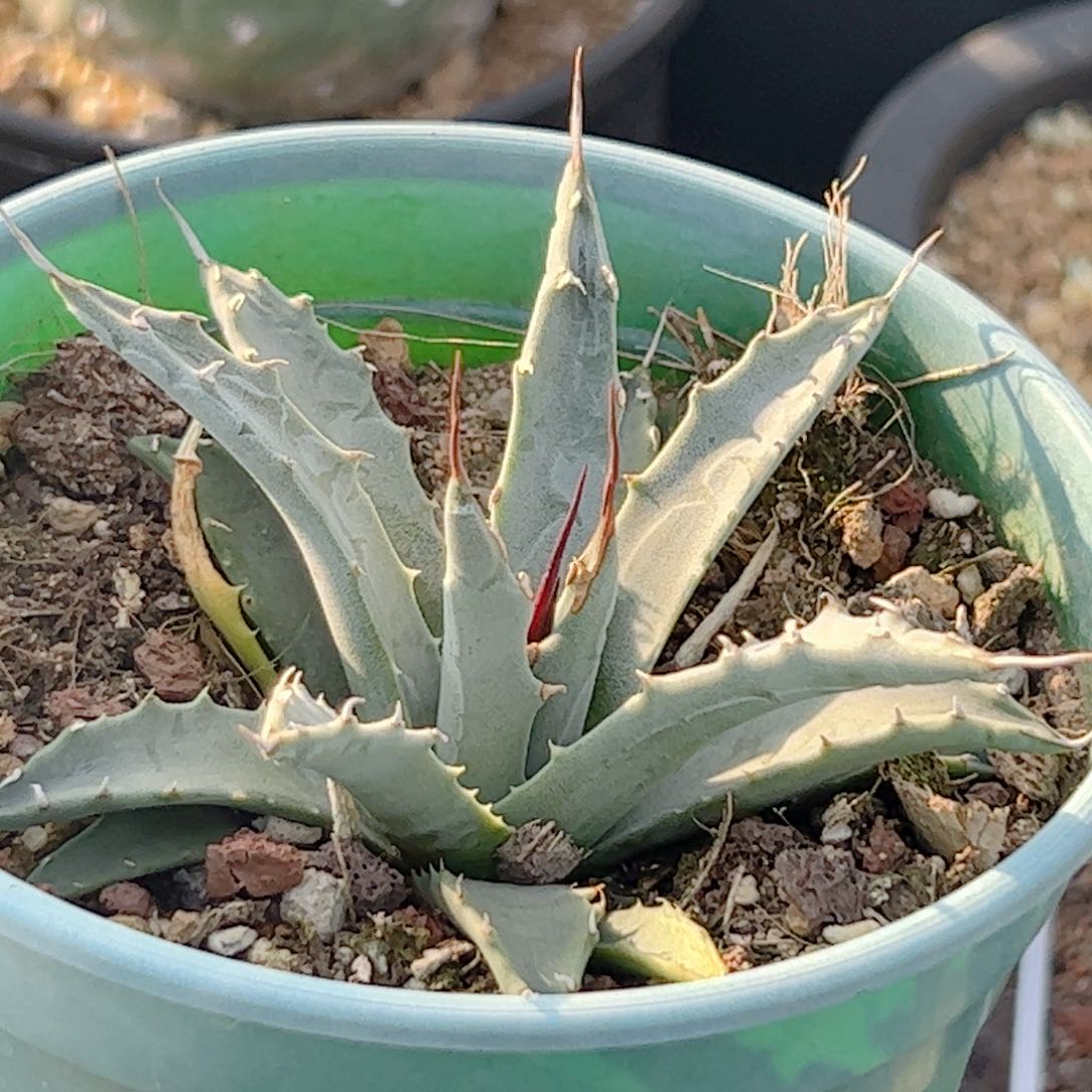 实生 曲刺妖炎仙人球