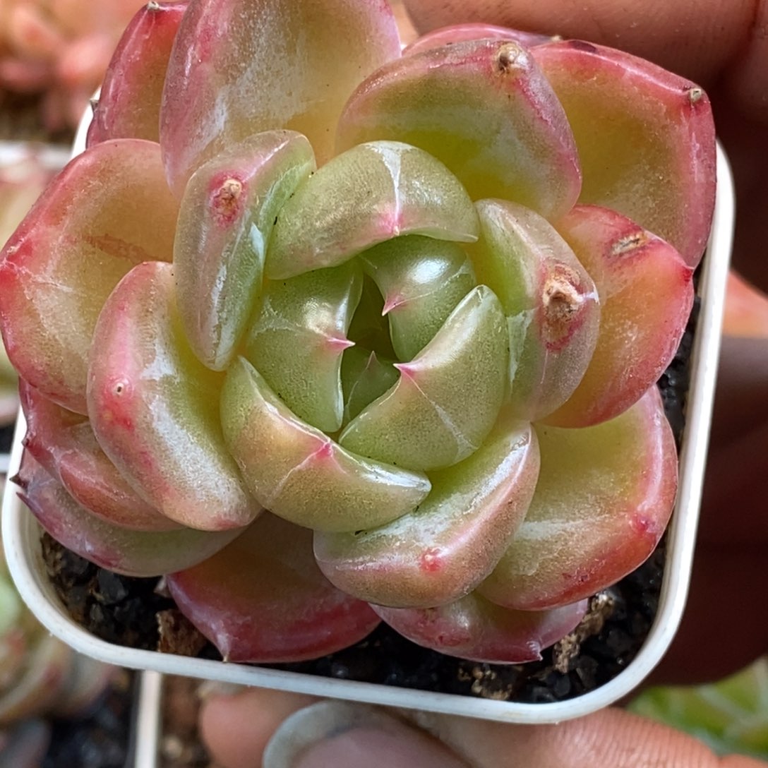 天官赐福百无禁忌