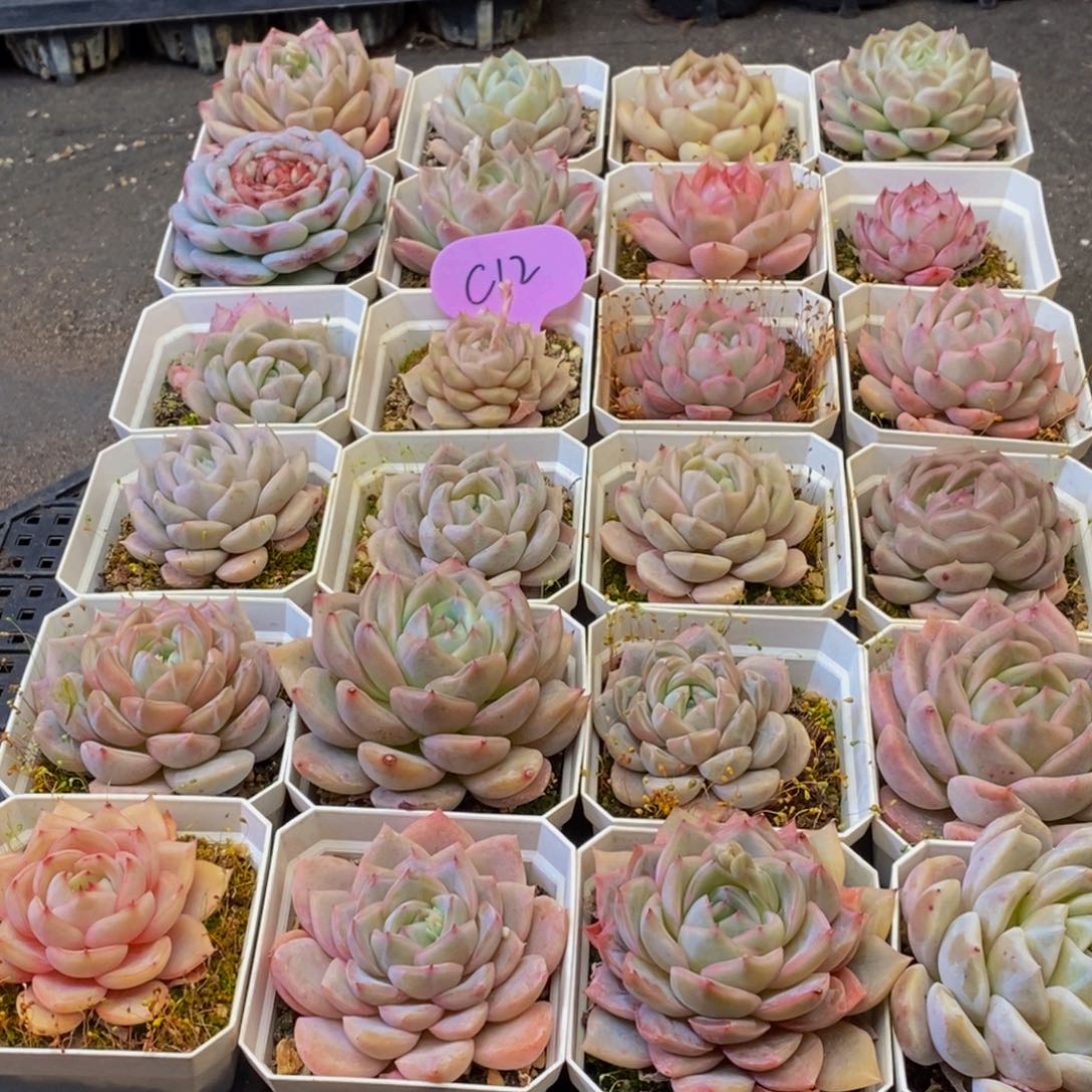 945多肉植物保护研究所所长助理