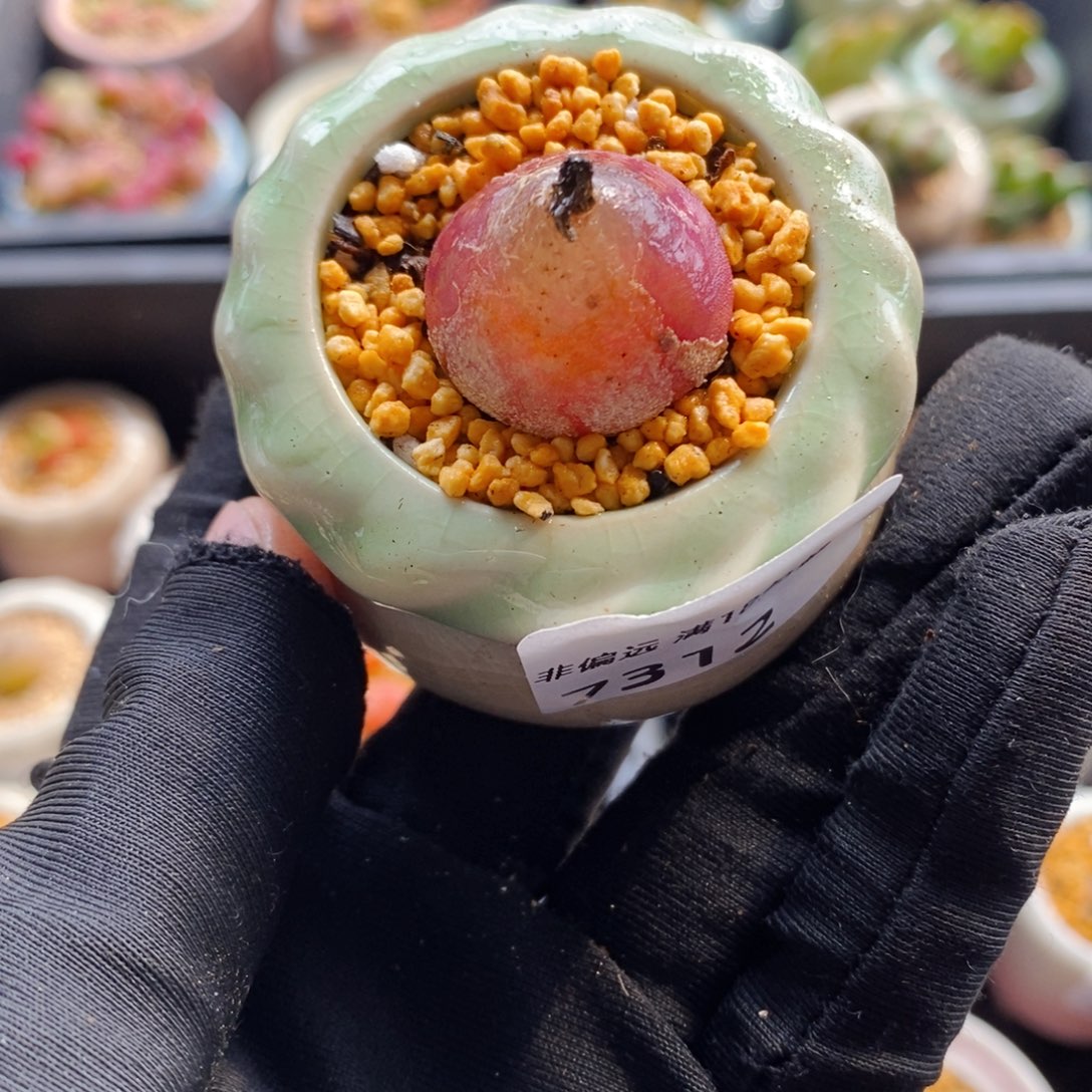 7312--一物一拍 带盆