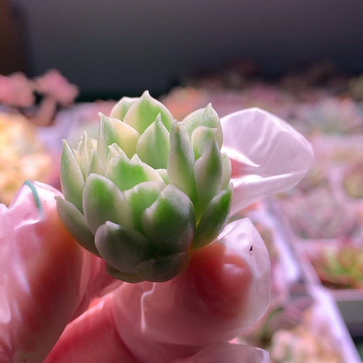 莫西干人，锦哥多肉