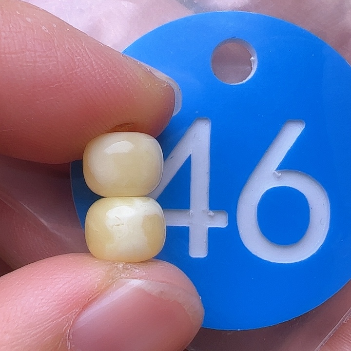 蜜蜡裸石未镶嵌7.5m m