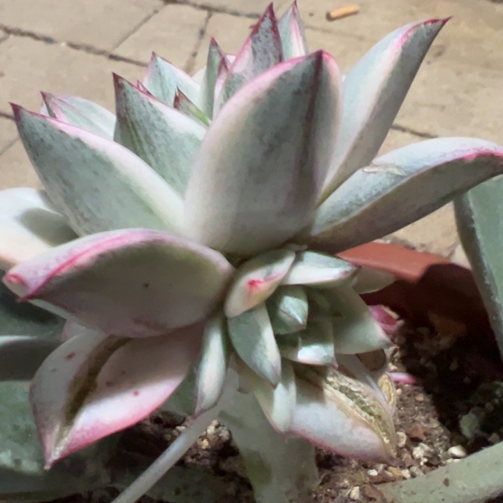 大和锦一物一拍锦龙福利