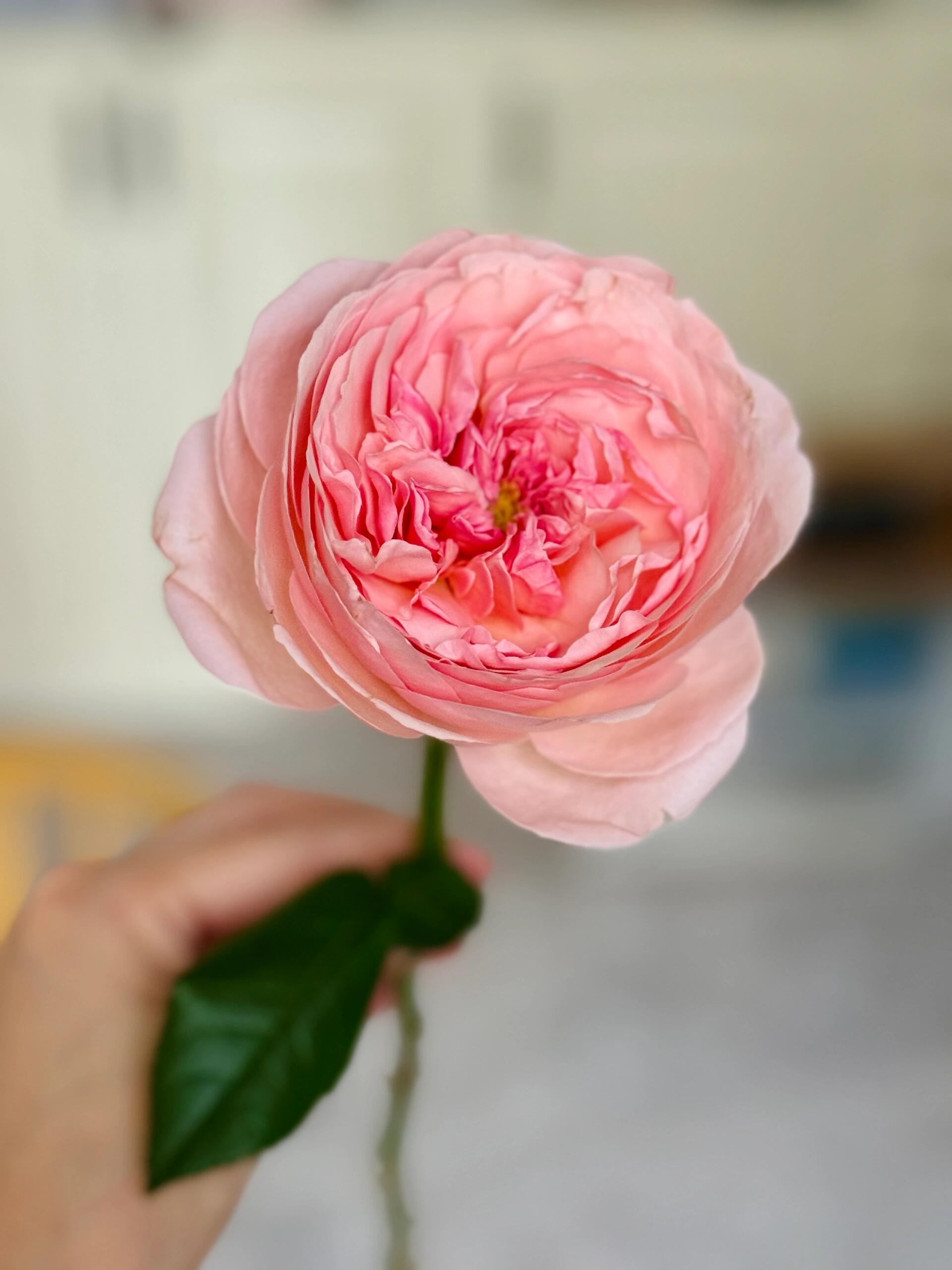 【向云端】枫丹-单头玫瑰（注意：带包装醒花哦~）