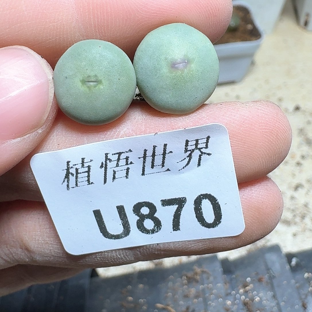 870号多肉植物哇cg j