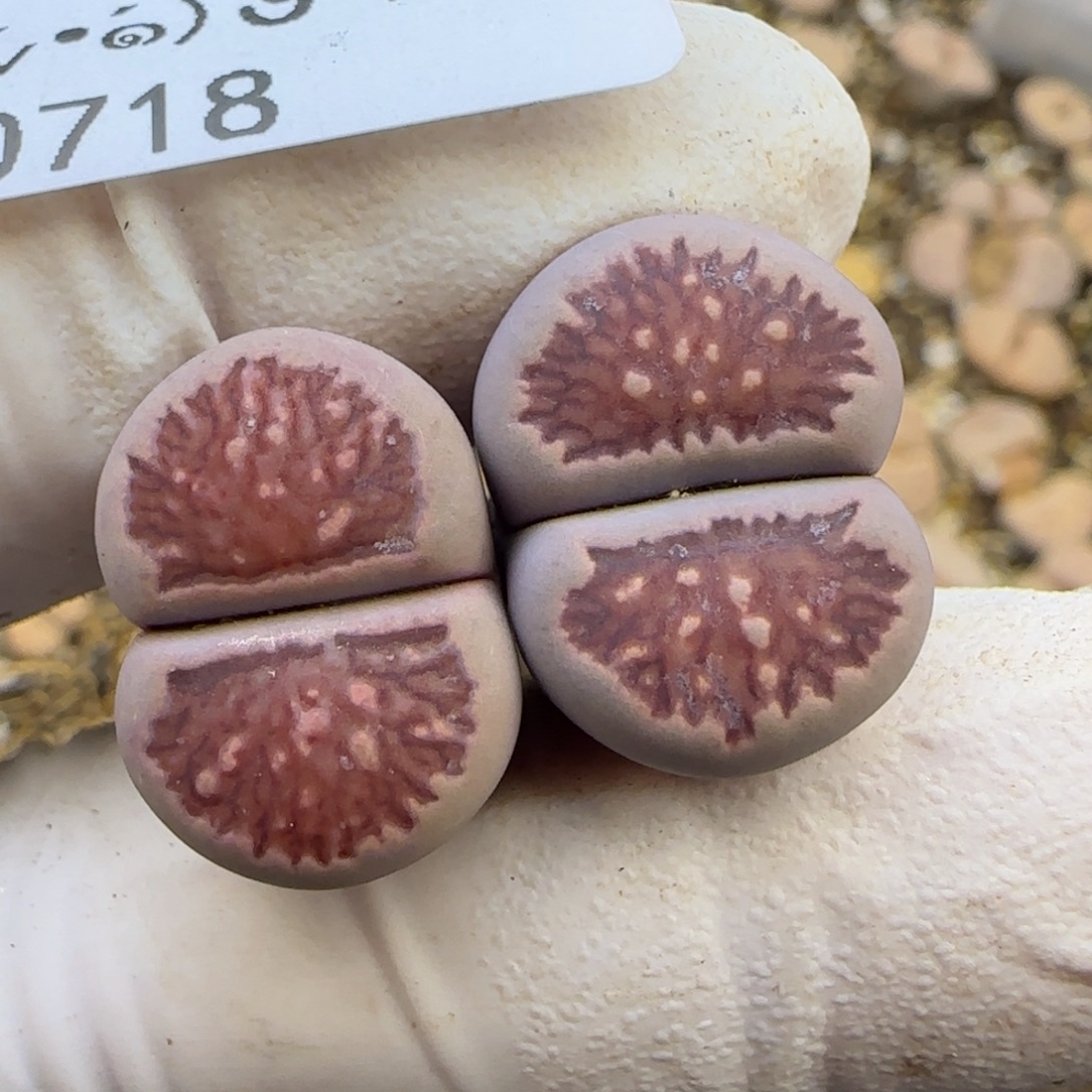 0718。默认脱土。18包邮。偏远88包邮