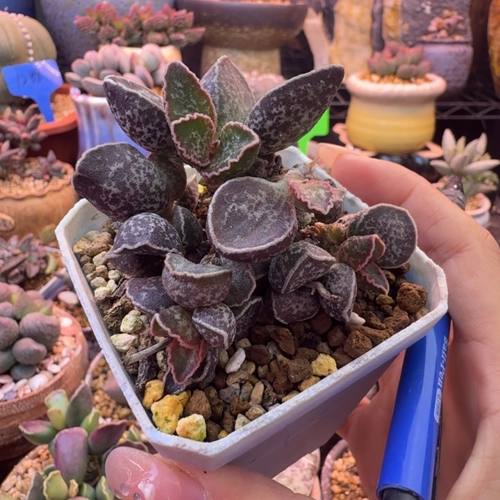 可***爱我在你心里就是一坨