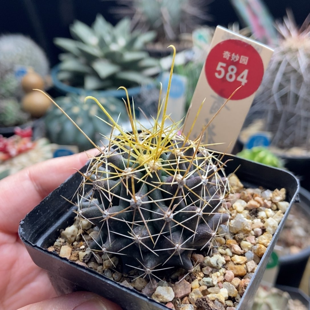 实生金勾刺球一颗仙人球