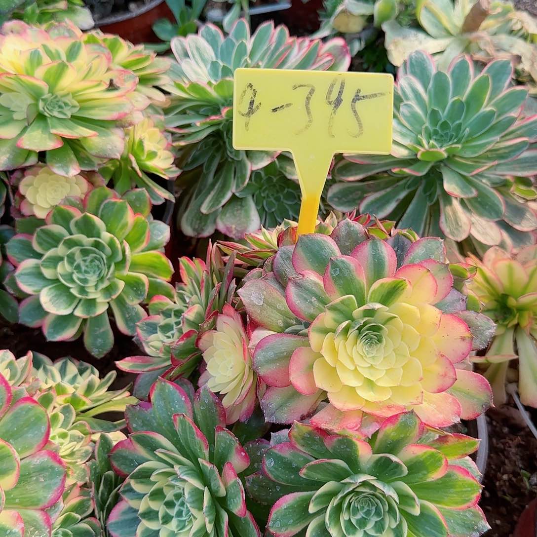 4-395--多头多肉植物