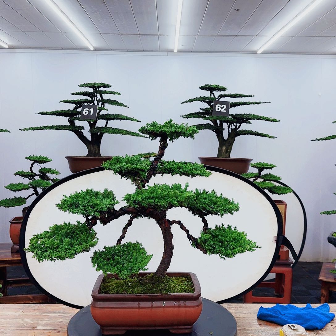 无花朵@*000000000000