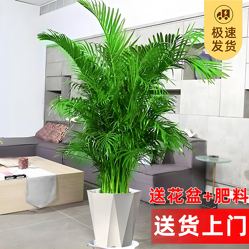 1.5-1.8米/大型富贵椰子绿植盆栽客厅电视柜两旁大摆件室内植物