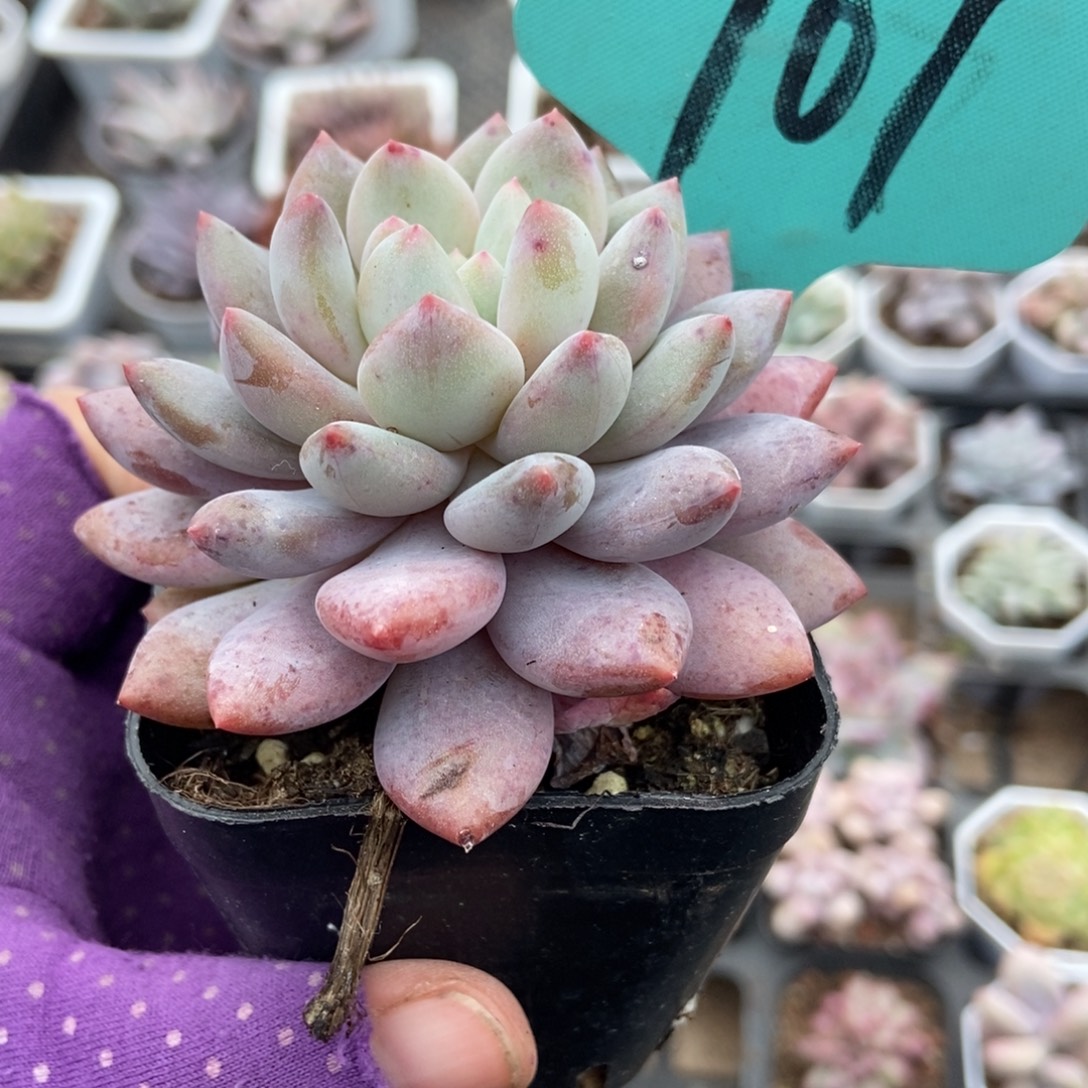 707半夏多肉植物多肉