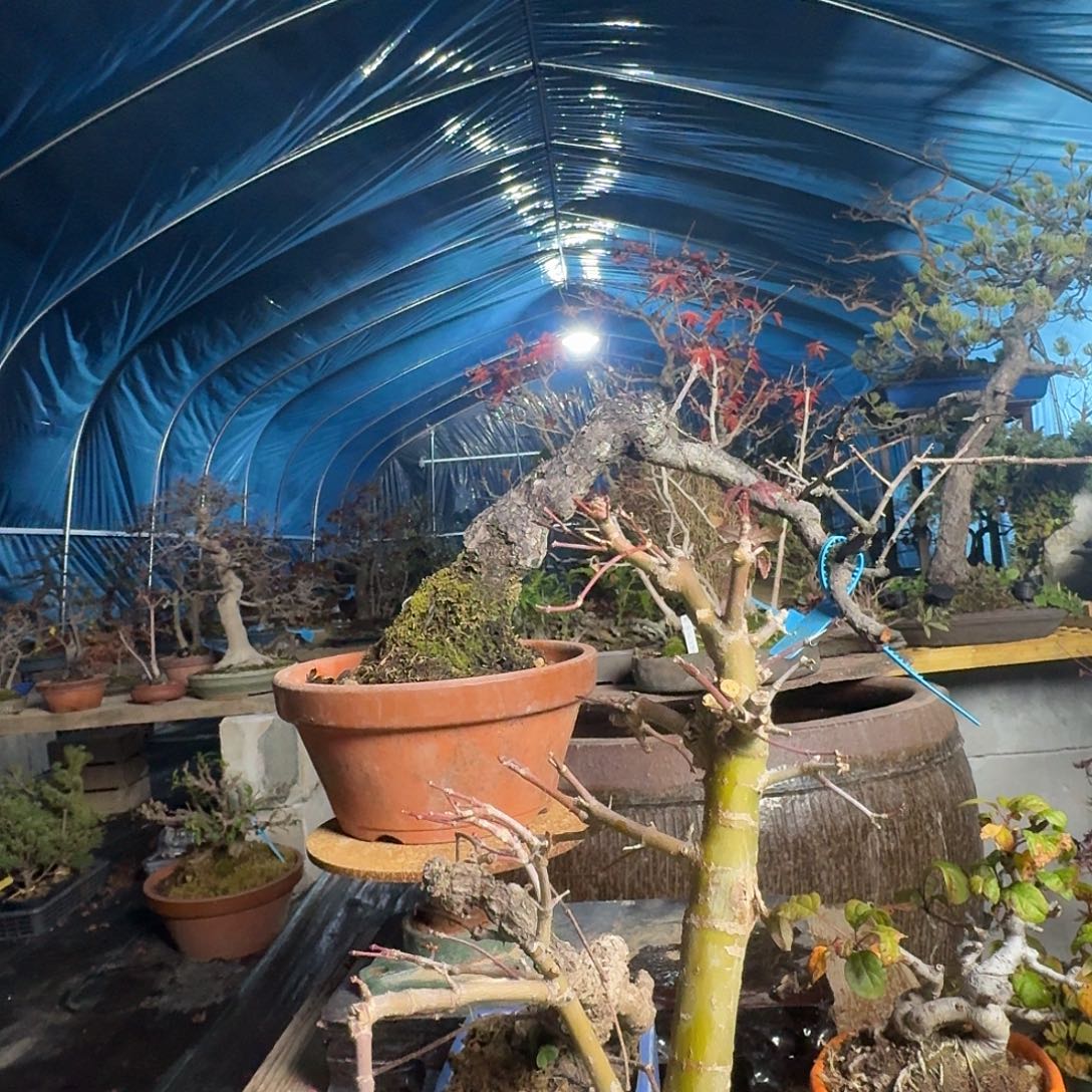 无花朵啦啦啦啦啦啦啦