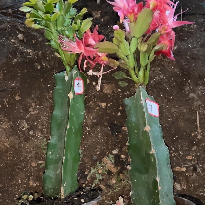 金***转，6号带盆050.脱盆索菲亚