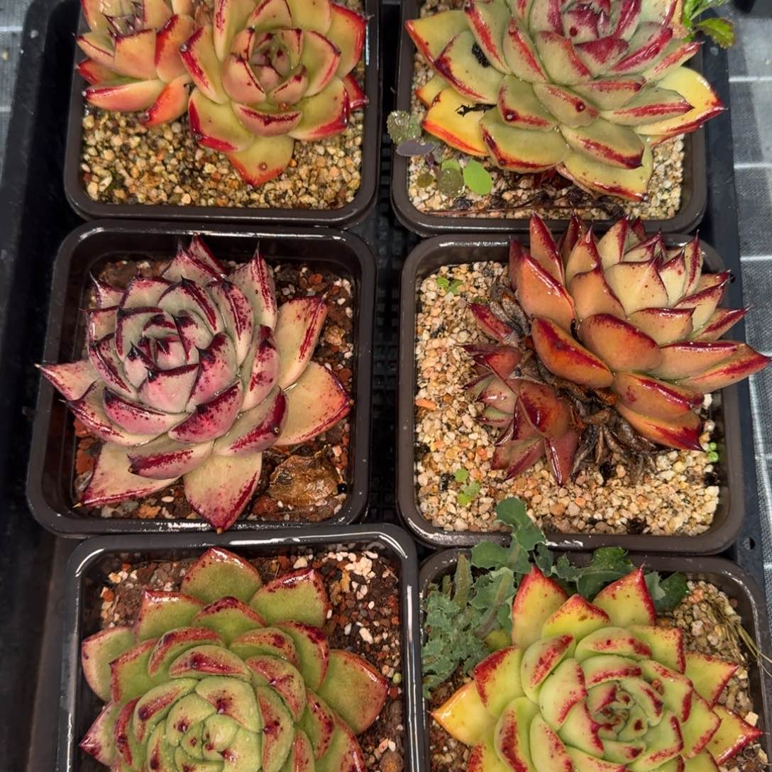 从前慢花园精选0119-245