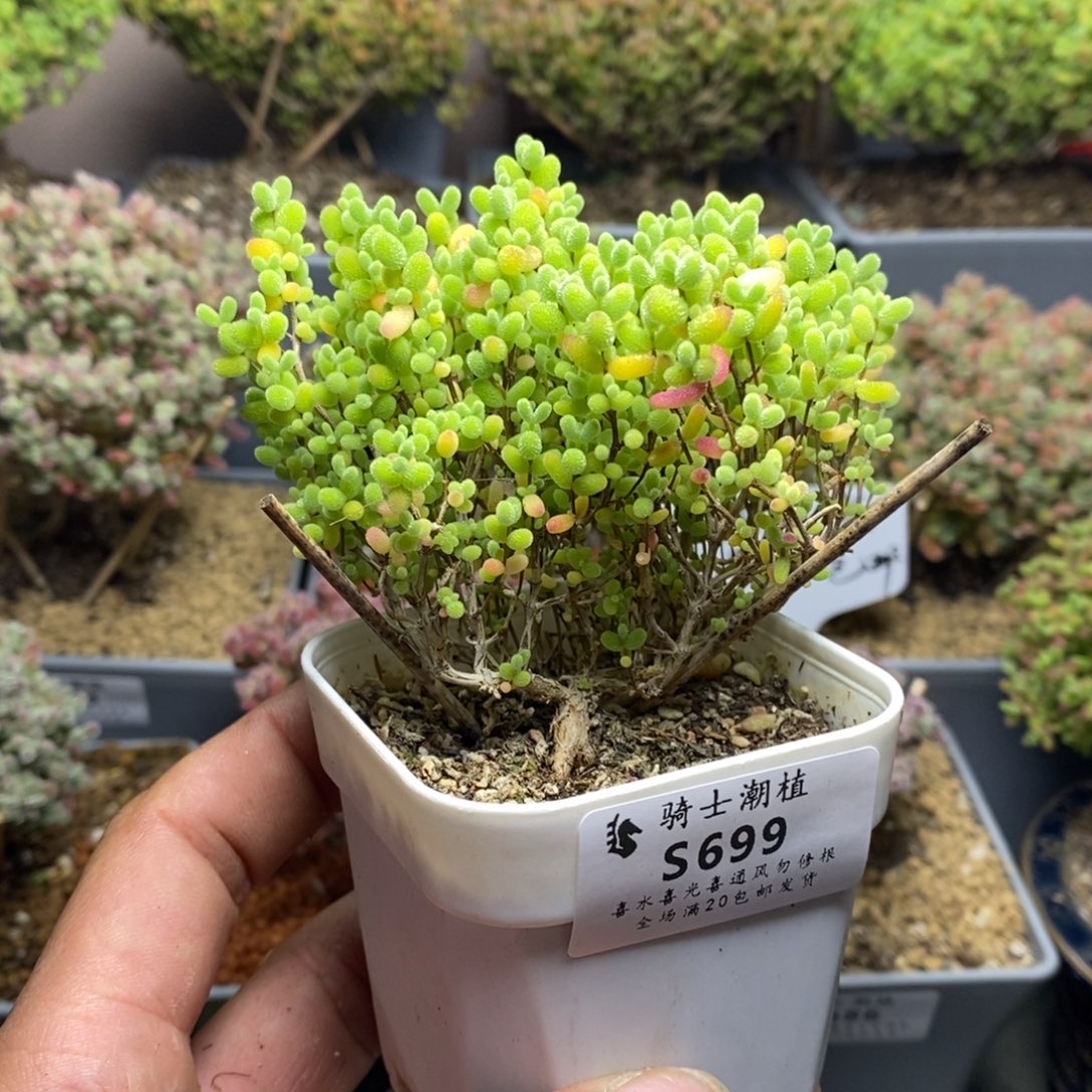69蜜橘糖球枝干多肉