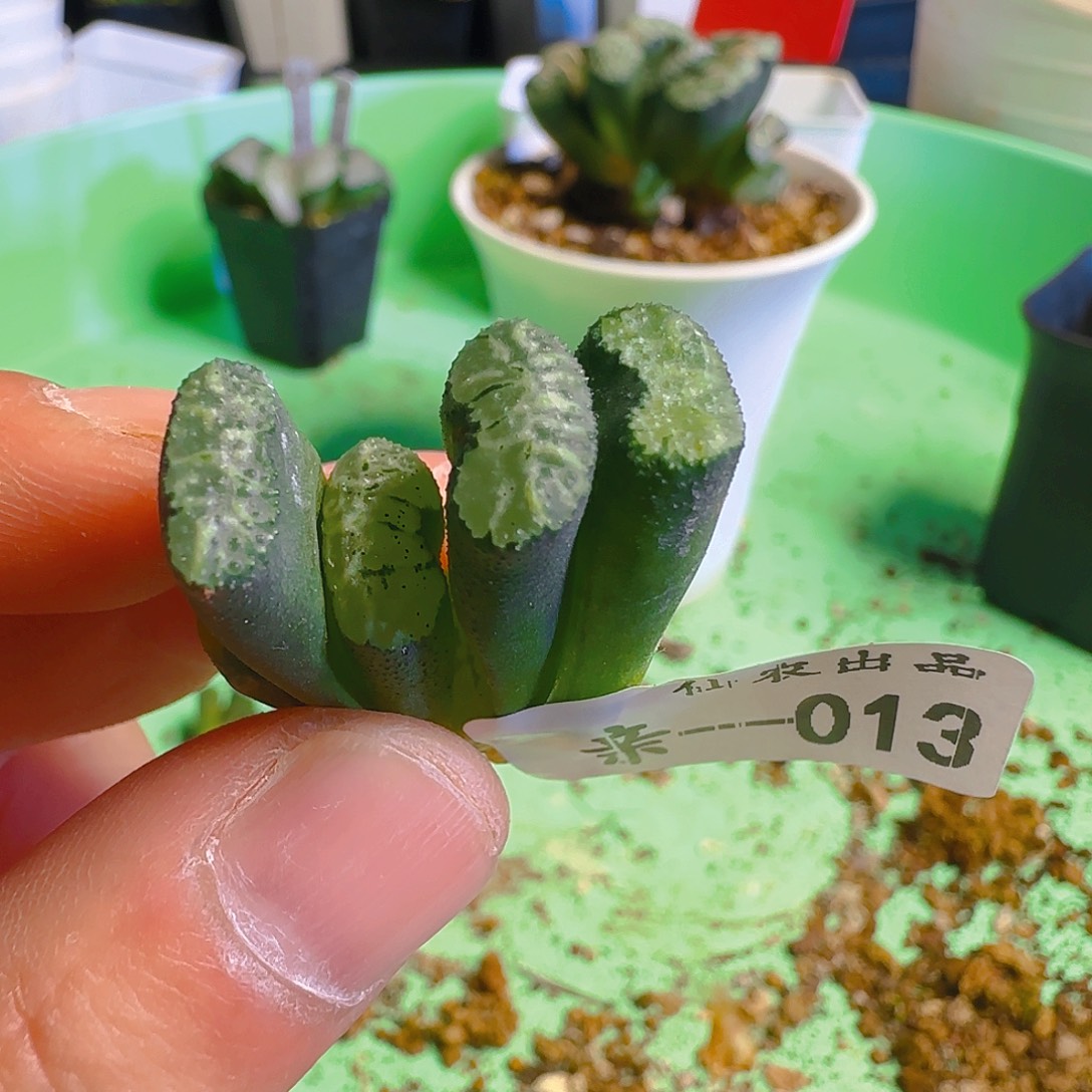 法皇，013，仙农出品