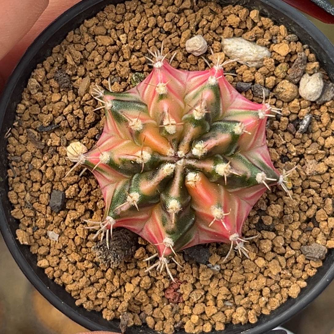 侧牙米哈 带盆土发货