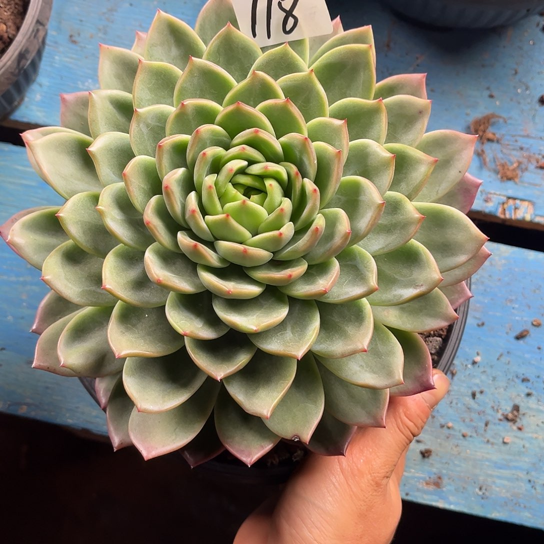 李****多肉植物精品118号39