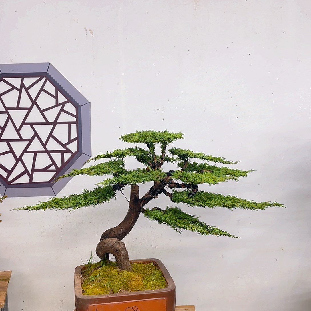 木系鱼川真柏带盆