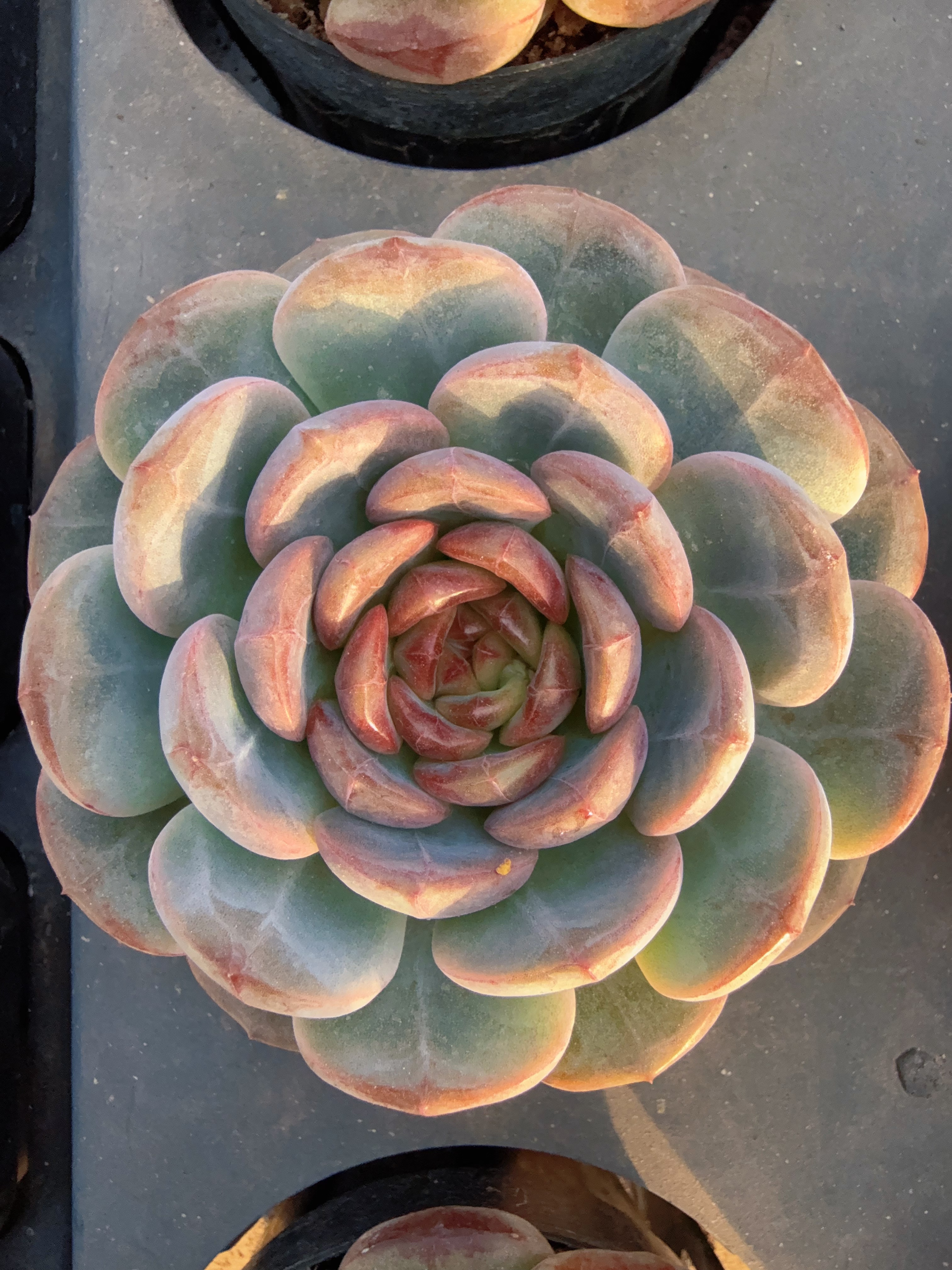 80#久离别单头（7-9cm）脱土