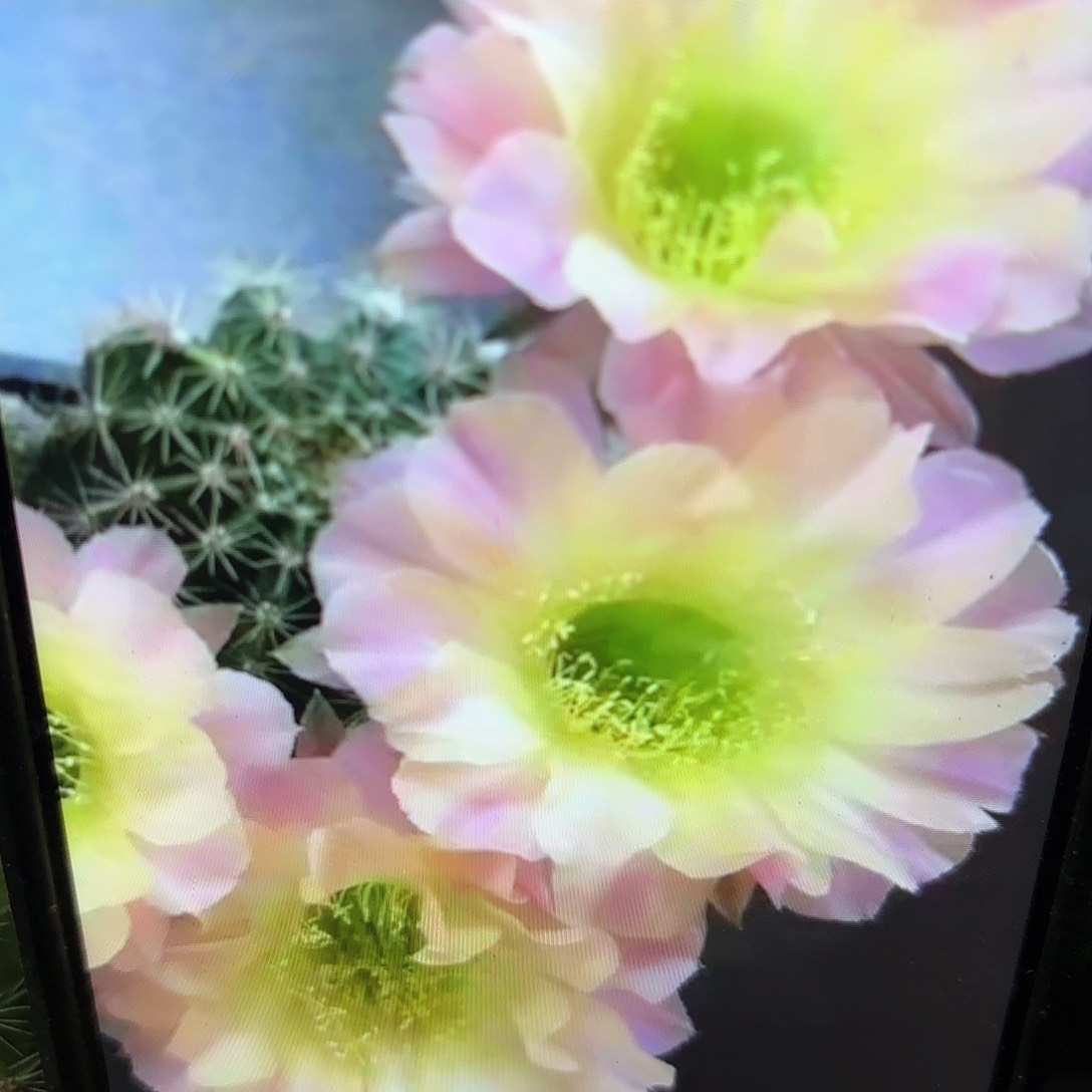 水蜜桃彩20包邮侧牙仙人球11