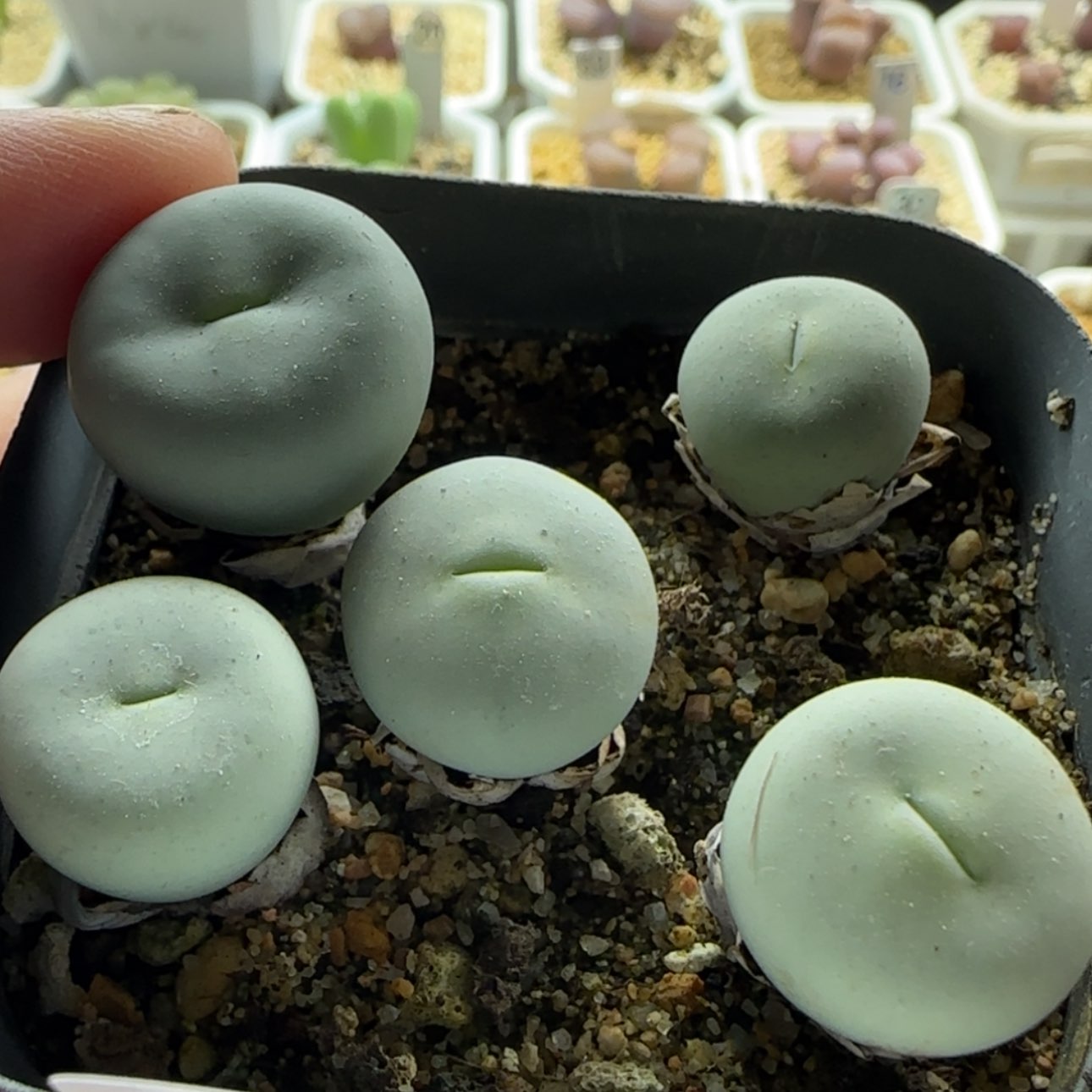 【闪购商品】0547 当天28包邮非偏远