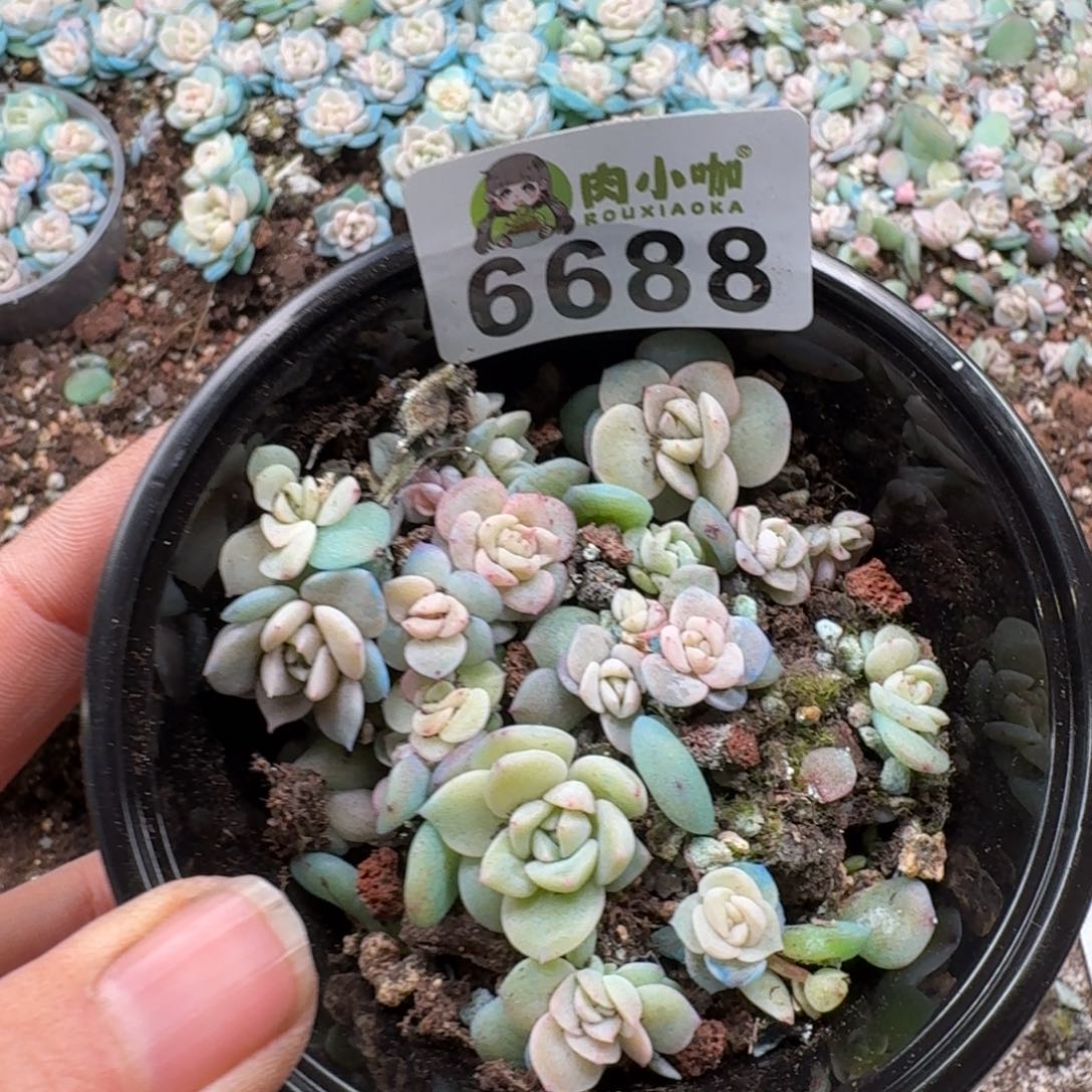 多肉植物多肉植物