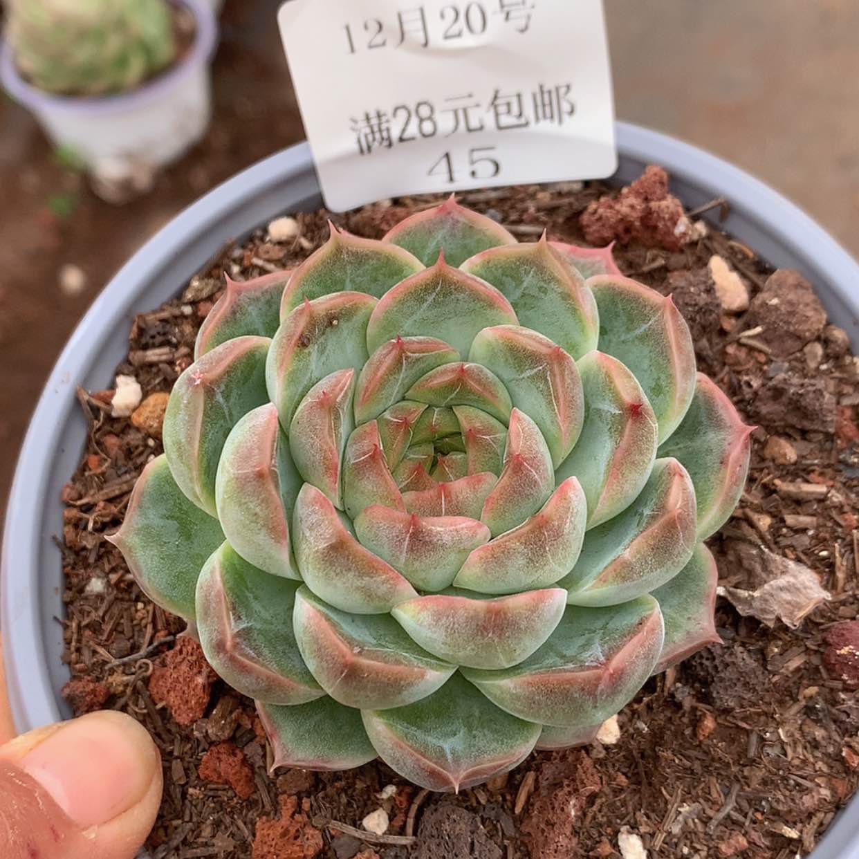 【闪购商品】云45号暗纹杂交5厘米