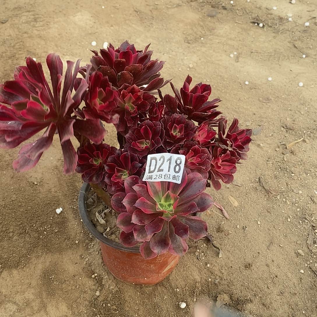 黄***黄218 多肉植物不包断枝