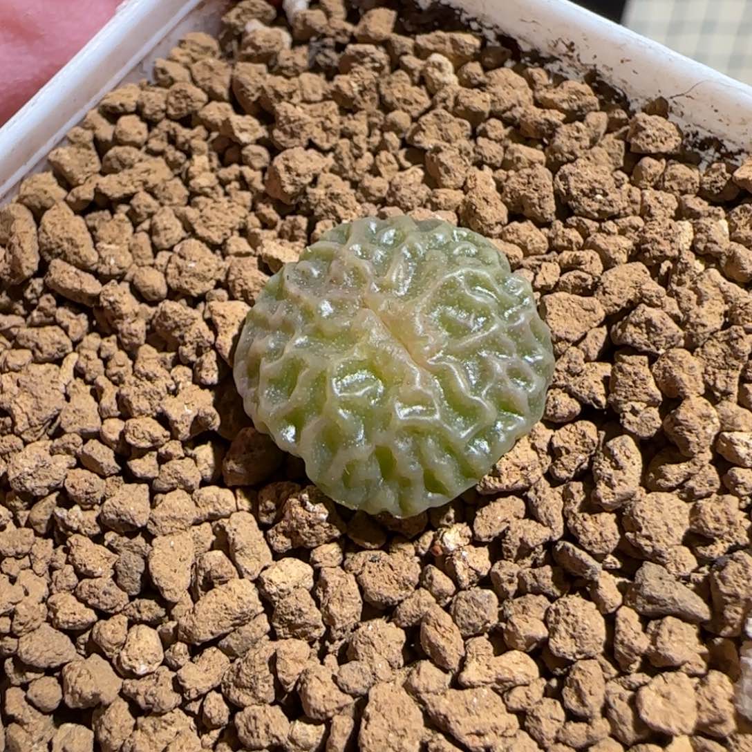 往***风肉锥多肉植物组合-1700