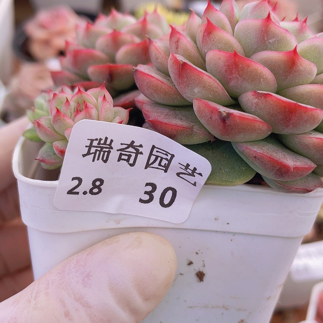 0000000000000030一物一拍