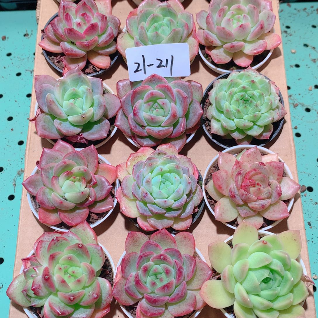 21-211一物一拍多肉带盆18颗