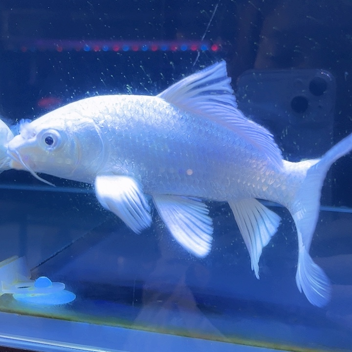 蝴蝶鲤原**我故居参观和斤斤计较