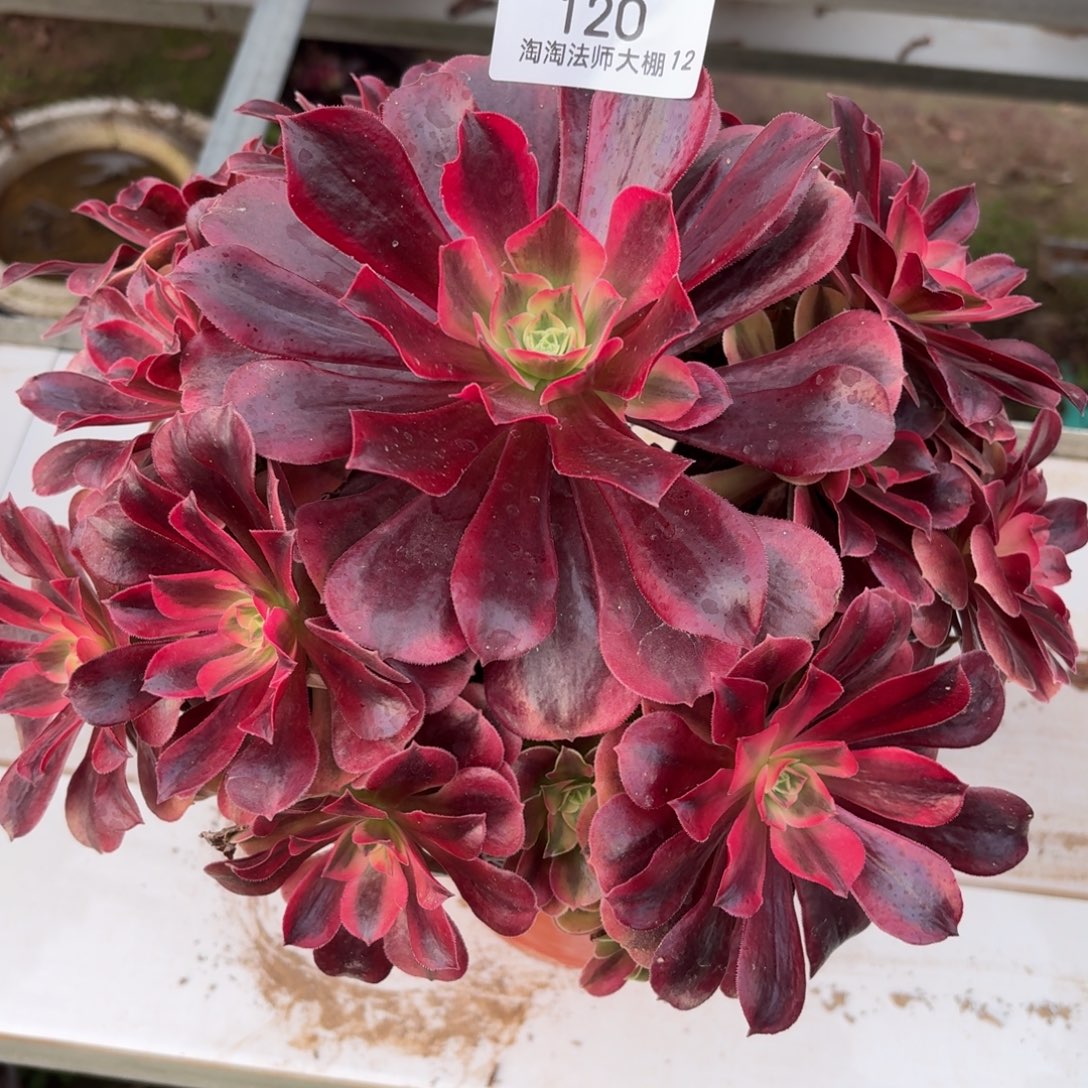 120美杜莎多肉植物法师