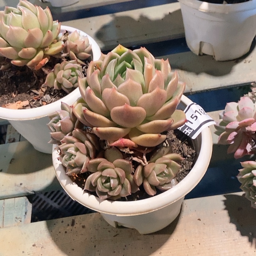 【闪购商品】白玫瑰15162