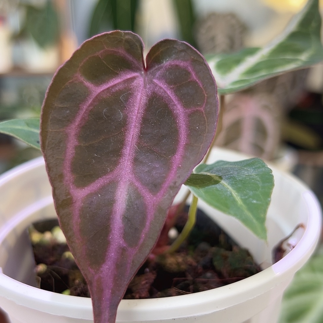无花朵绝绝紫紫水晶W192