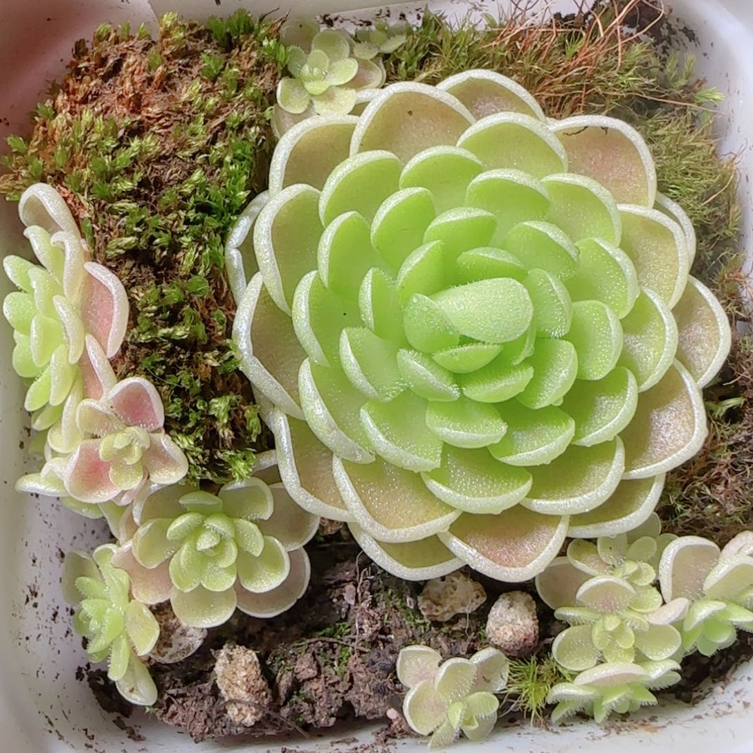 .***花语多肉1203-33爱丽丝