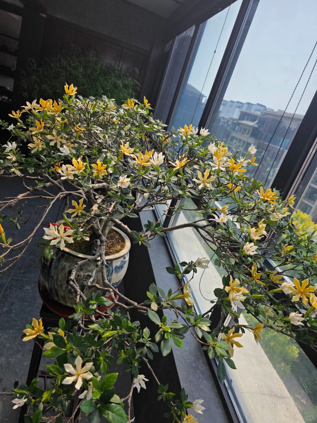 直播间一物一拍海岛栀子花春花石枫游龙精品桩