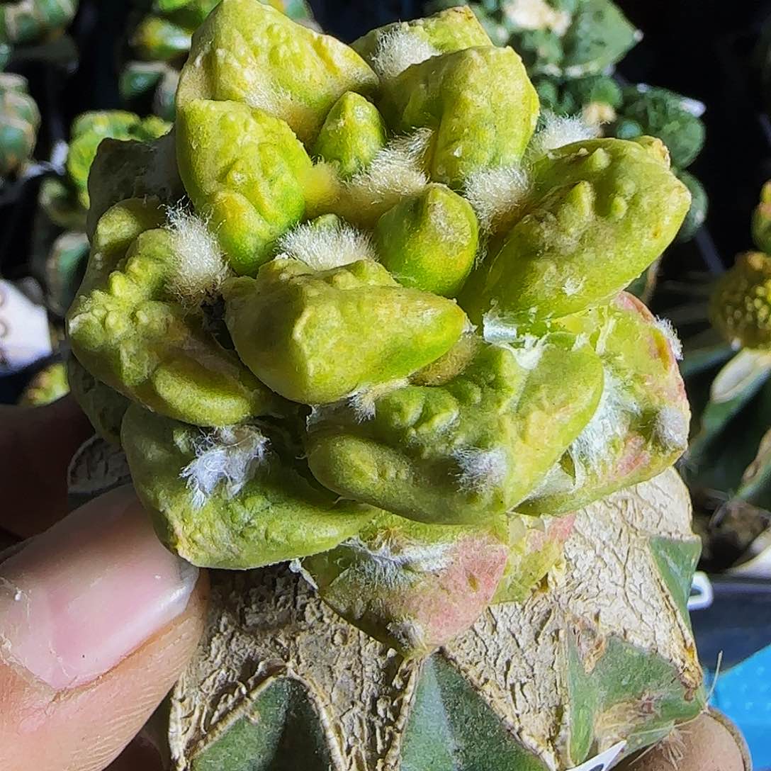 龟甲哥锦446福利