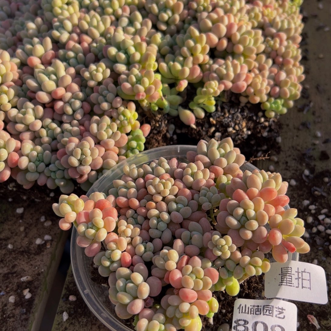 809多肉植物量拍一盒