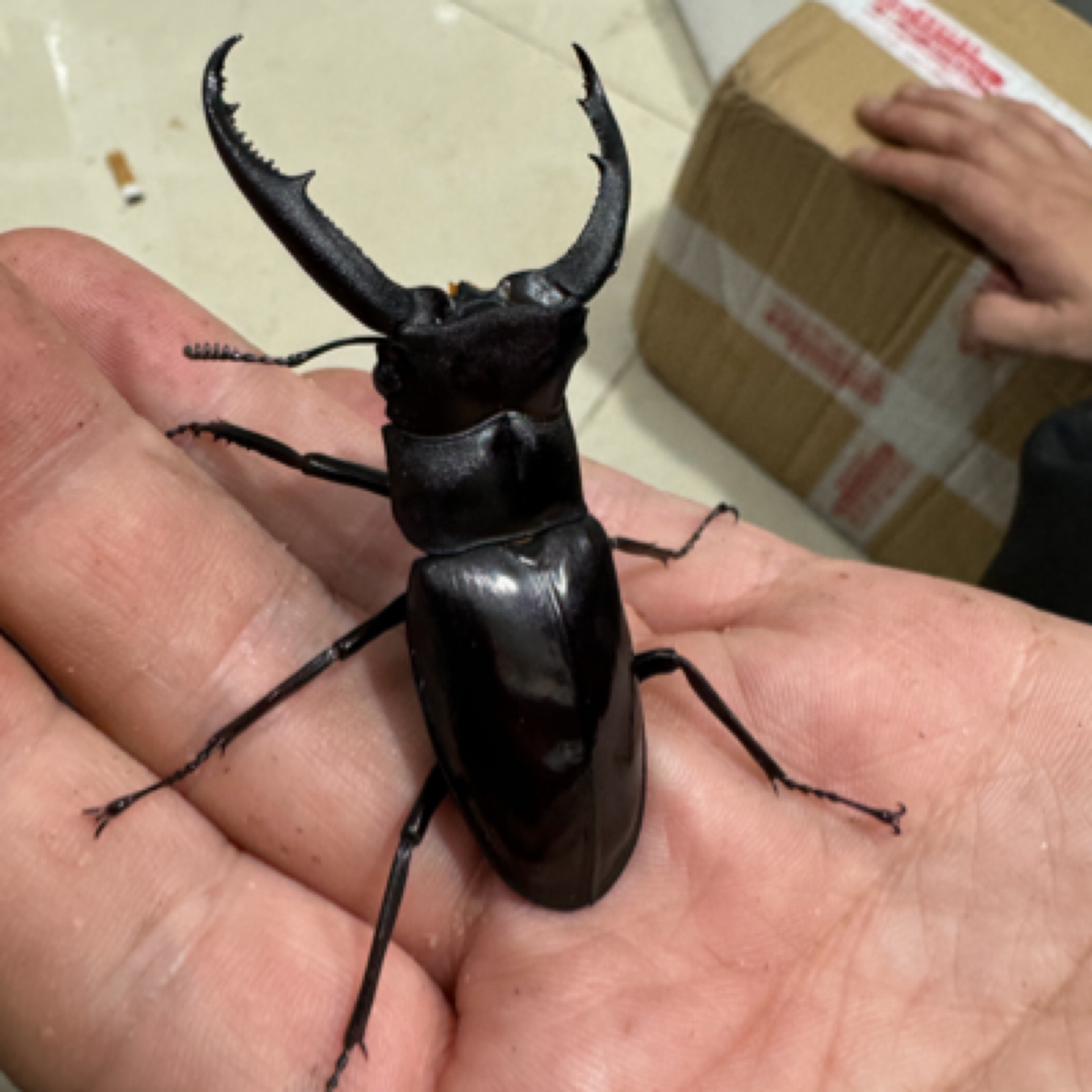 巨鳄叉角 成虫活体