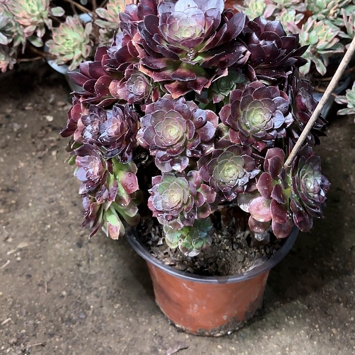 多肉植物赤艳莲44