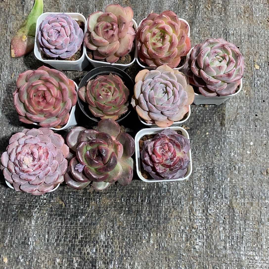 ?**子10颗小萌肉精品多肉植物