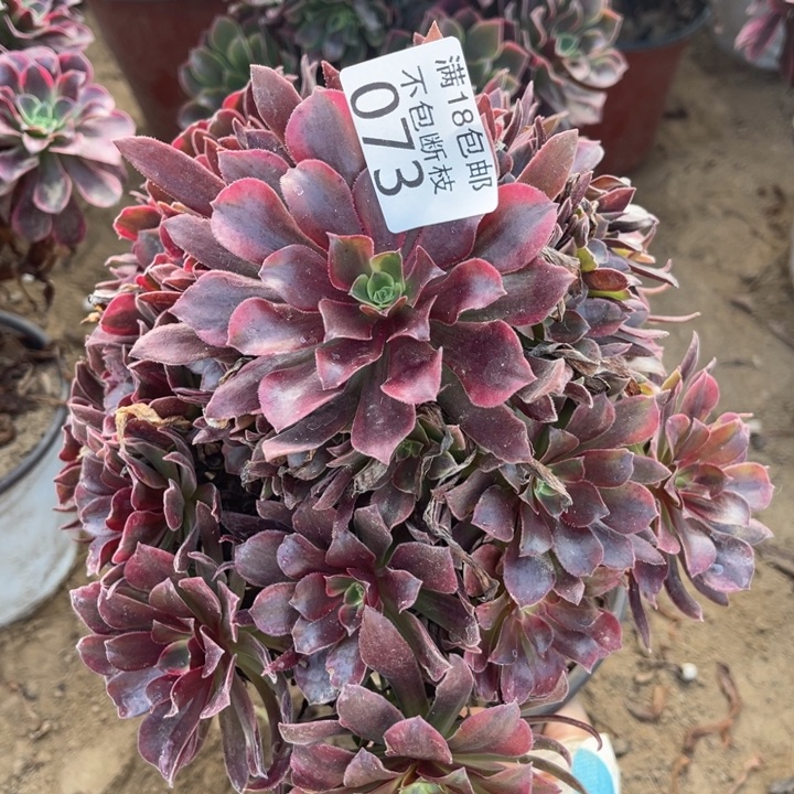 073蒙娜丽莎大手捧1法师